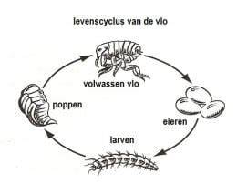 Infographic: Levenscyclus van een vlo