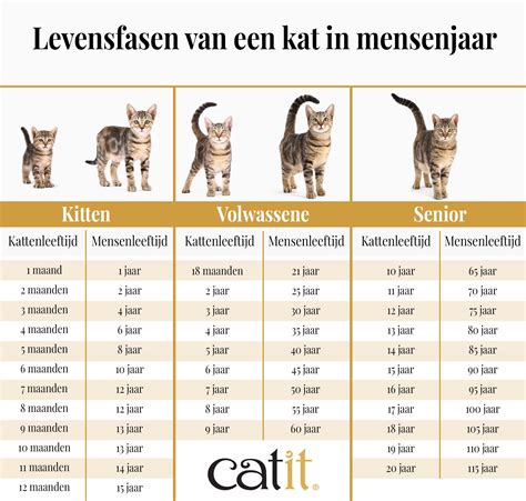 Stapsgewijze afbeelding: van voorbereiding tot kitten