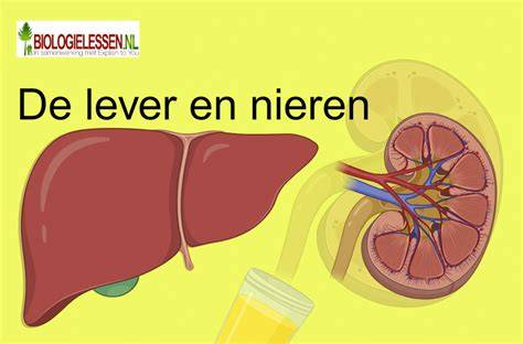 Infographic: Rol van lever, ureum en nieren in eiwitmetabolisme en uitscheiding