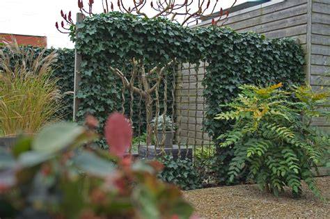 Klimop langs schutting en gevels voor privacy en decoratieve groenwand
