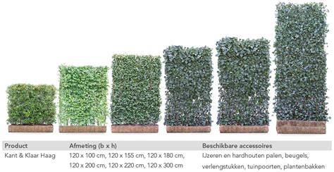 Mobilane Kant en Klaar Haag met Hedera in verschillende hoogtes