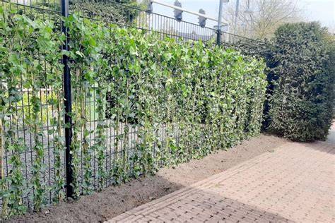 Schematische weergave: snel privacy creëren met Hedera langs gaaspaneel