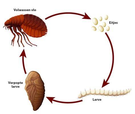 Infographic: Levenscyclus van een vlo (ei -> larve -> cocon -> volwassene) en tijdlijnen