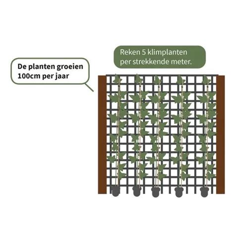 Diagram: Vergelijking kant-en-klare Hedera panelen vs. losse planten
