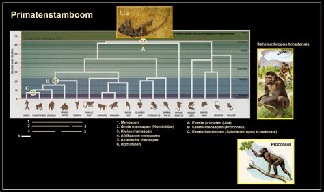 Diagram: evolutie van bekistingsmaterialen door de tijd