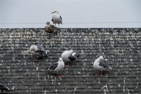 Infographic: Waarom vogels op daken problemen veroorzaken en effectieve wervingsmethoden