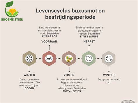 Infographic: Levenscyclus buxusmot en bestrijding