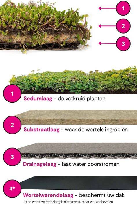 Diagram: droogtebestendige sedum en wortelwerende lagen