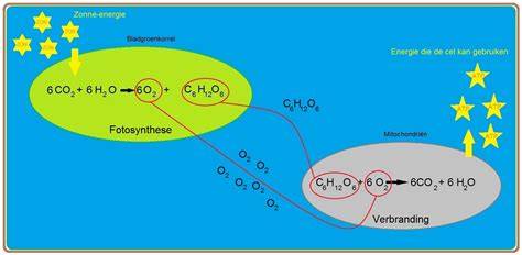 Diagram: hoe Algen Remover werkt op microben