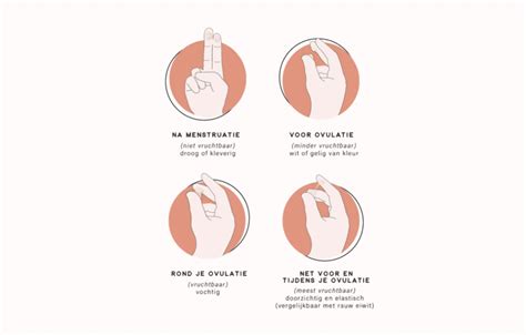 Infographic: vaginale afscheiding door de cyclus