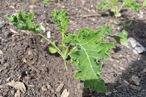 Infographic: Teeltregels boerenkool - zaaien, uitplanten, oogst