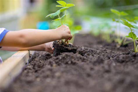 Foto: plantenafstand en bedvoorbereiding