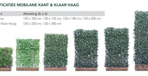 Diagram: plantenafstand en mix van soorten bij kant-en-klare hagen