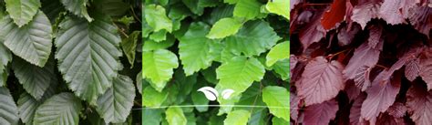 Illustratie: vergelijking groene beuk, rode beuk en haagbeuk