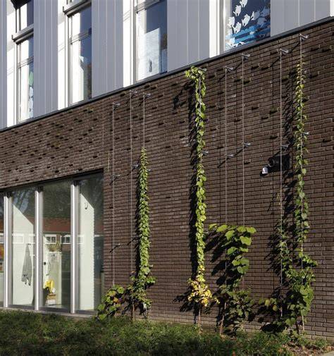 Een groene gevel met klimplanten die de muur begroeien