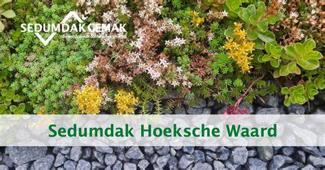 Infographic: Criteria voor Hoeksche Waard Woningisolatie subsidie