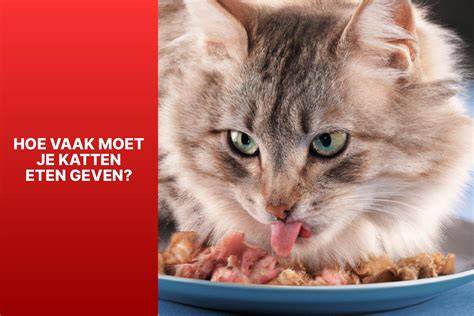 Infografiek: Waarom en hoe vaak je een gashaard-schoorsteen veegt