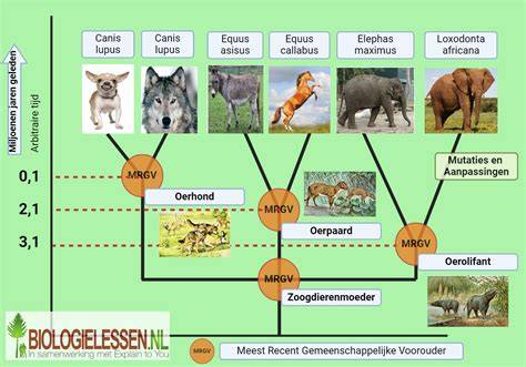 Diagram: plantafstand per soort