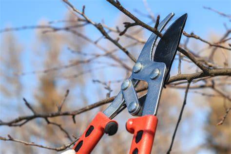 Veilig snoeien: juiste gereedschap en techniek