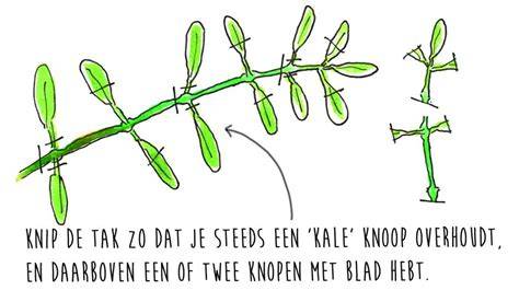 Stappenplan stekken via stam