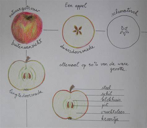 Schematische tekening van plantafstand en plantdiepte