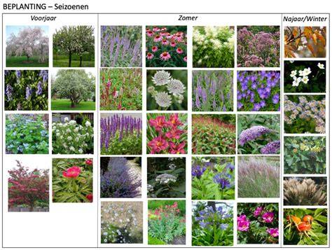 Beplantingsschema met zomer- en voorjaarssnoei