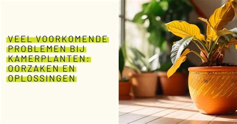 Grafiek: oorzaken en oplossingen van vaak voorkomende problemen bij visgraatvloeren
