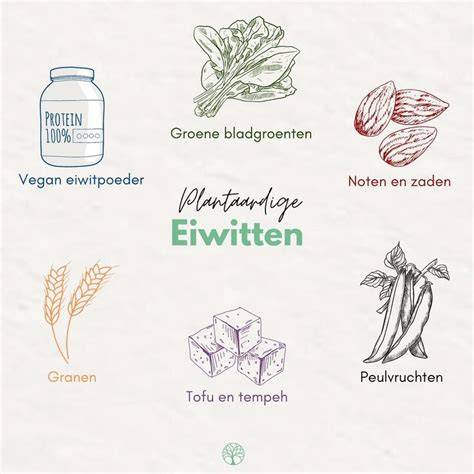 Infographic: Plantaardige eiwitbronnen