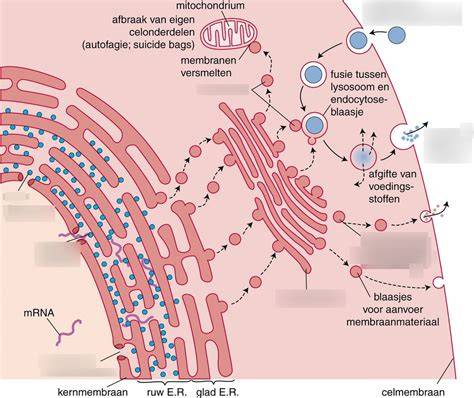 Diagram: damp-open systeem en vochtregulatie