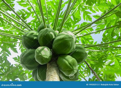 Illustratie van een papaya plant met vruchten op het balkon