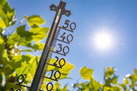 Schema met ideale temperaturen en lichtomstandigheden voor papaja groei