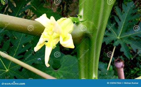 Infographic die mannelijke, vrouwelijke en hermafrodiete papaja bloemen toont