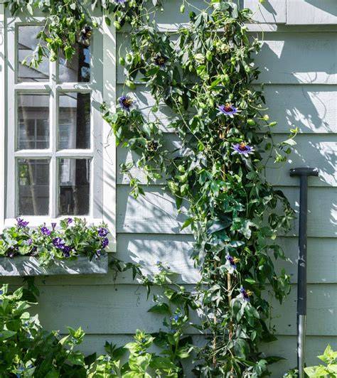 Voorbeeld van een passiebloem langs een zonbeschenen schutting