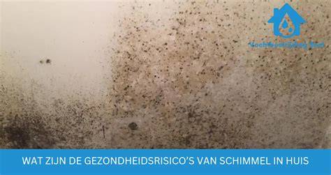 Diagram: Gezondheidsrisico's van schimmel in huis