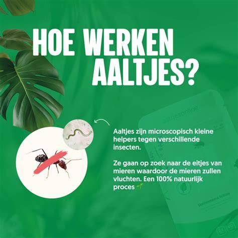 Infographic: Hoe werken aaltjes tegen mieren en waar toepassen