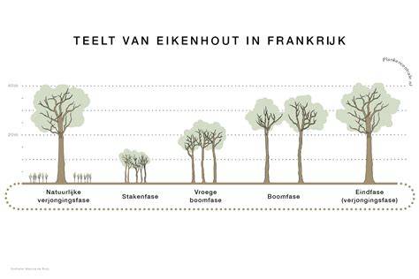 infographic_met_verschillende_eikensoorten