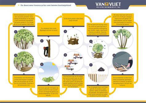 Infographic circulaire houtketen: van duurzaam bosbeheer tot hergebruik van houten kozijnen