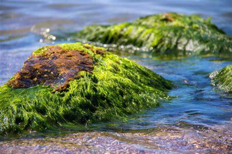 Algen en groene film op natuursteen