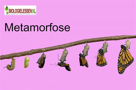 Diagram: oostzijde metamorfose met verbrede omlopen