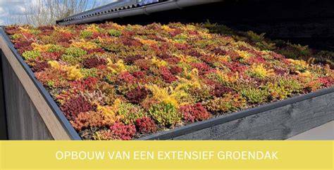 Infographic: Opbouw en type groendak