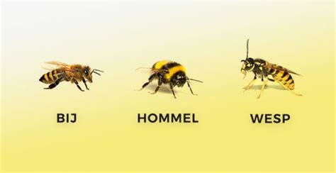 Infographic: Verschillen tussen bijen, wespen en hoornaars