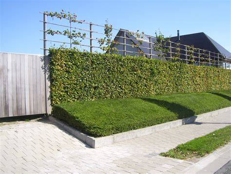 Groene voortuin met potplanten en lage hagen voor de ingang