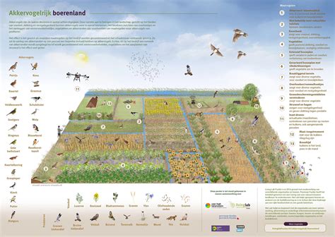 Infographic: Verdeling weidevogels en akkervogels in Zuid-Holland