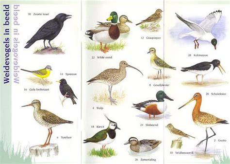 Kaart van kerngebieden weidevogels en interventiepunten in Zuid-Holland