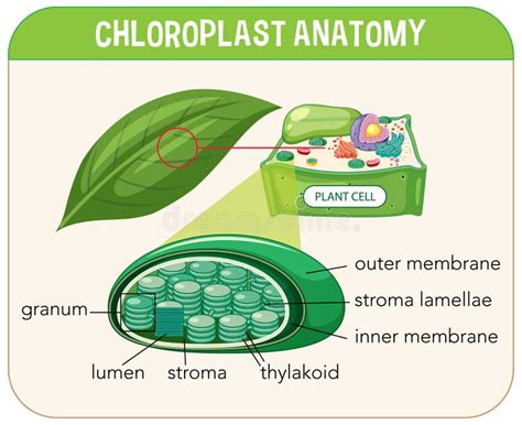 Diagram: Plaatsingsopties voor tuinfonteen