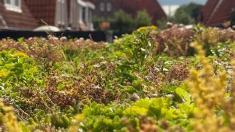 Kaart: Subsidie-gebied groene daken in de regio