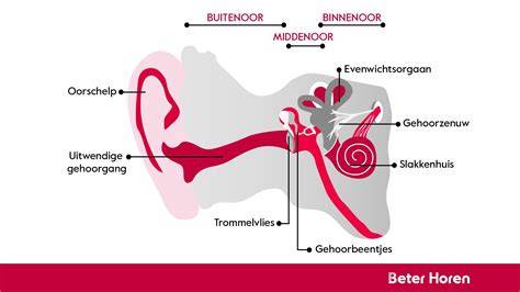 Infographic: Hoe geluid zich verplaatst en waar ramen het geluid binnenlaten