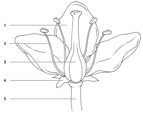 Schematische tekening van verschillende vloerkleedvormen