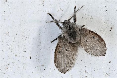 Foto: herkenbare kenmerken van rioolvliegjes en motmuggen