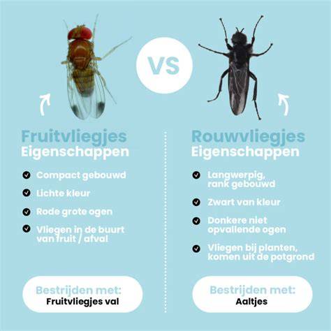 Diagram: herkenning van rouwvliegjes versus fruitvliegjes